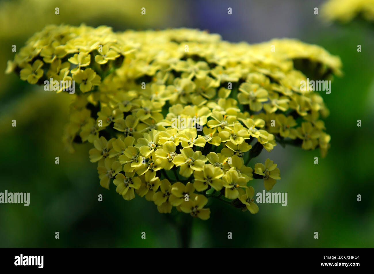 Achillea Millefolium Credo gelbe Schafgarbe Blume Blüte Blüte krautige mehrjährige Sommerblüher Stockfoto