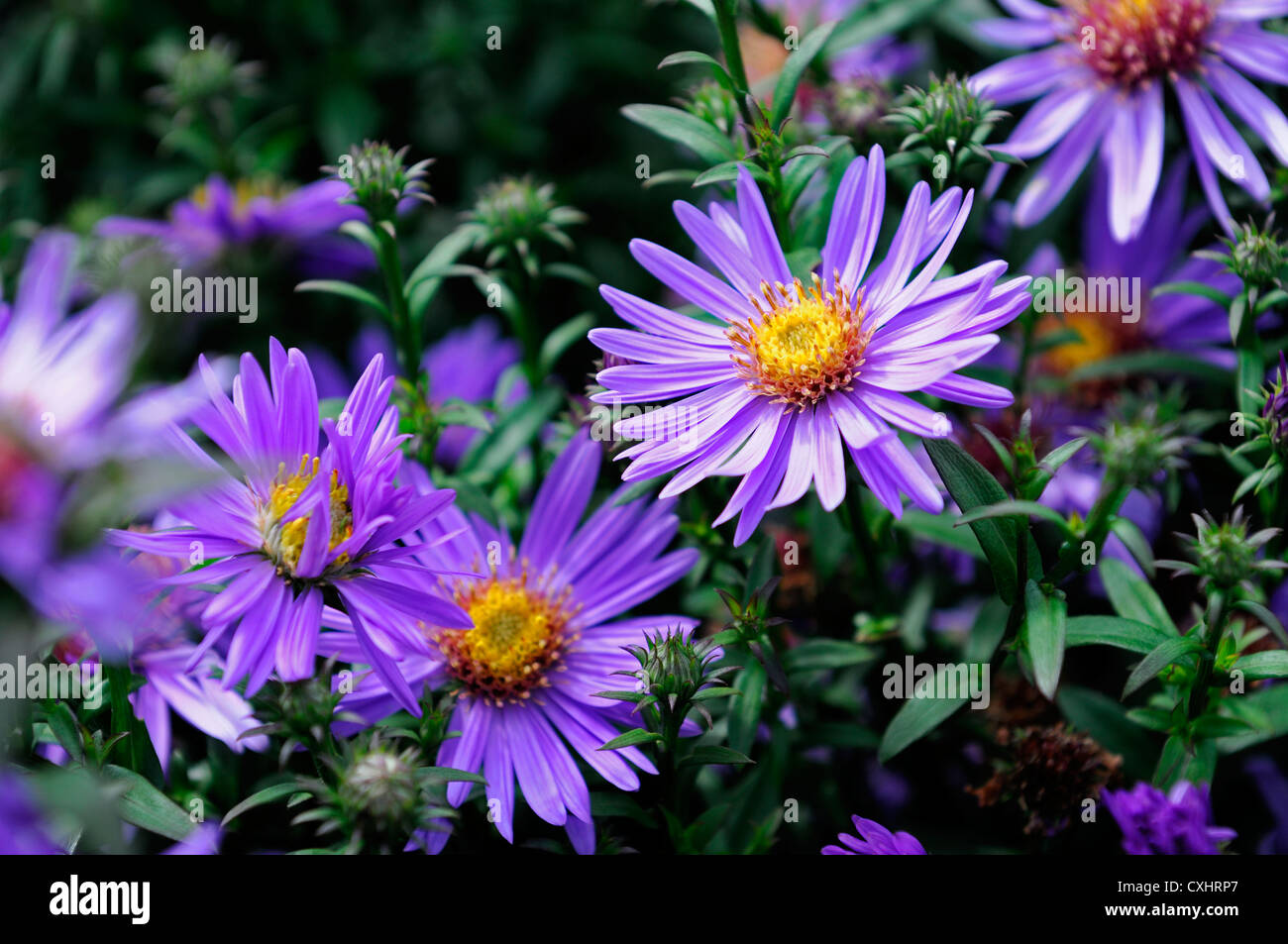 Aster Dumosus Fruhe Blaue Astern Pflanzen Portrats Lila Bluten