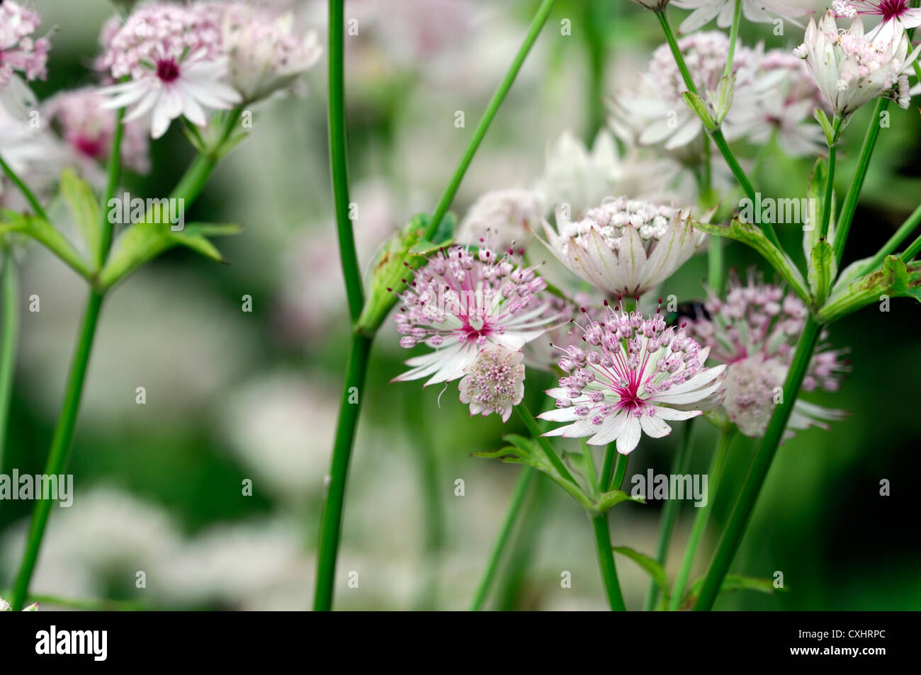 Astrantia große Sunningdale bunt mehrjährige Blume Blumen Blüte rosa