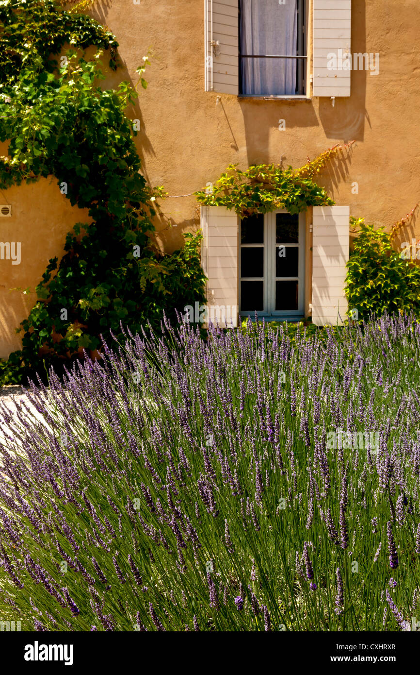 Lavendel und Fensterläden von einem französischen House, Provence, Frankreich Stockfoto