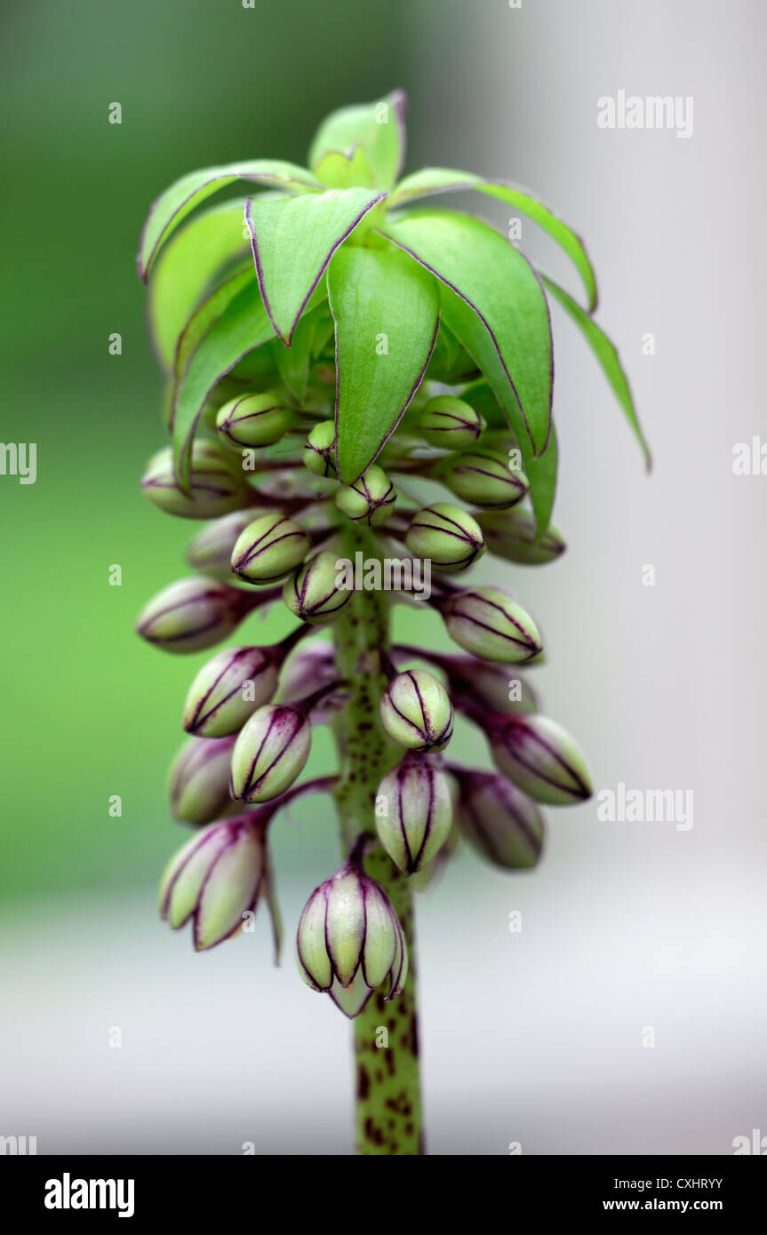 Eucomis bicolor Ananas Lilie Closeup Sahne dunkle rote blassen Pastell ...