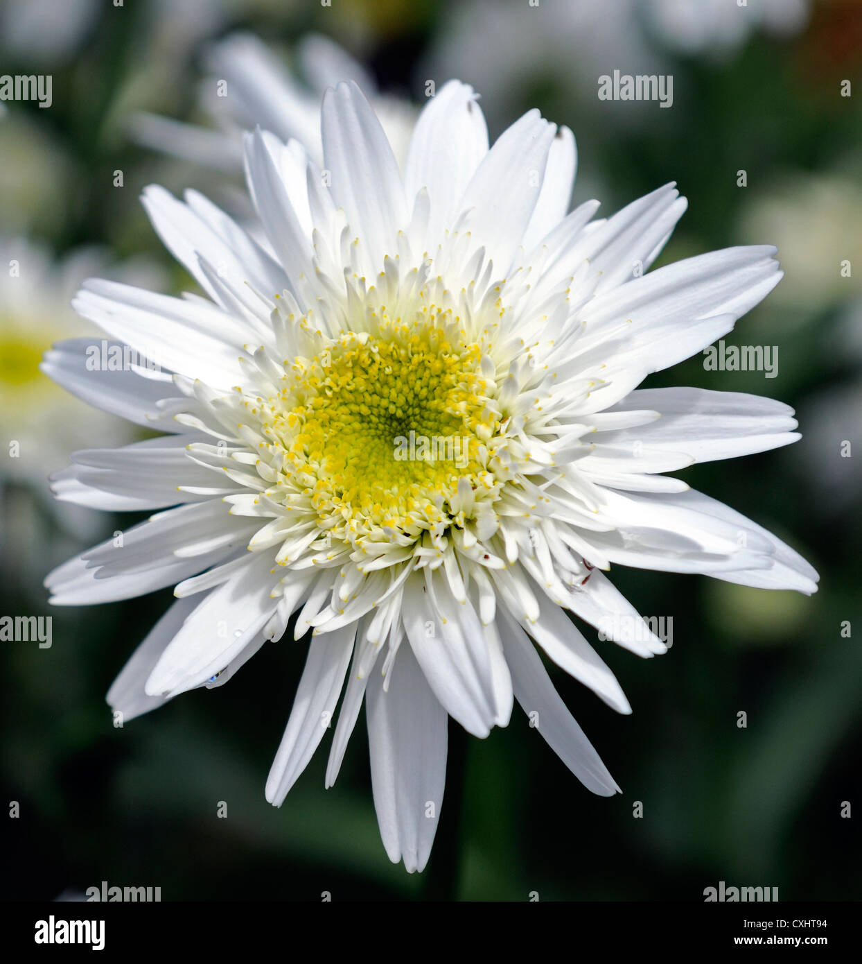 Leucanthemum x superbum Wirral supreme Agm Sommer Juli Closeup Pflanze Porträts weiße Blumen Blütenblätter Doppel Shasta Daisy Gänseblümchen Stockfoto