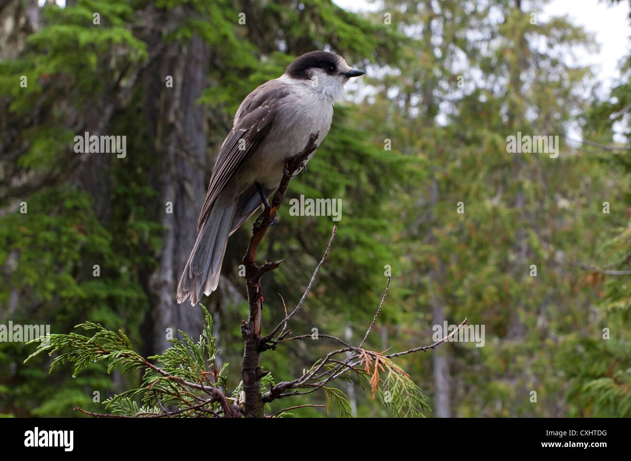 Grau-Jay (Perisoreus Canadensis) thront auf einem Baum im Paradies Wiesen Strathcona, Vancouver Island, BC, Kanada im September Stockfoto