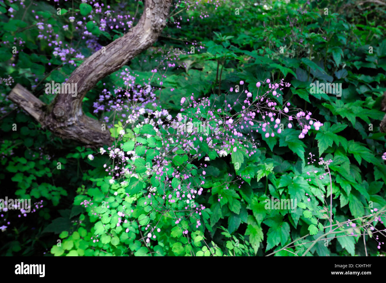 Thalictrum Delavayi lila Stauden Blumen Schatten schattige Wald Holz Einstellung schattige Anlage Stockfoto