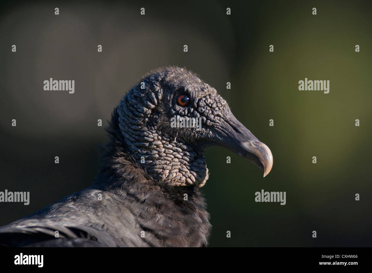 Eine schwarze Geier, gelegen an den Ufern des Flusses Haines Creek Lake County Leesburg, Florida USA Stockfoto