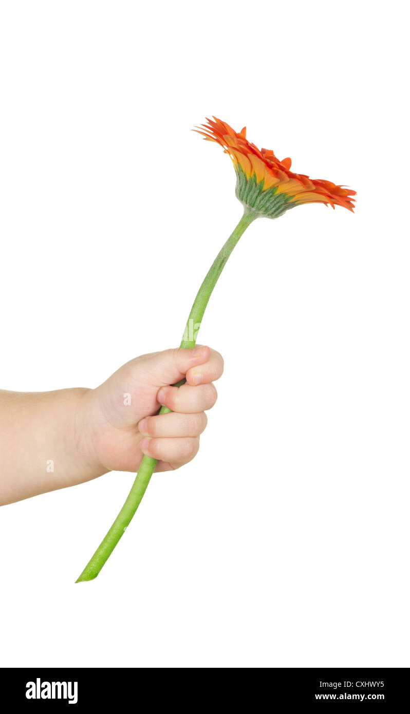 Baby Hand mit roten Gerber Daisy isoliert auf weiss Stockfoto