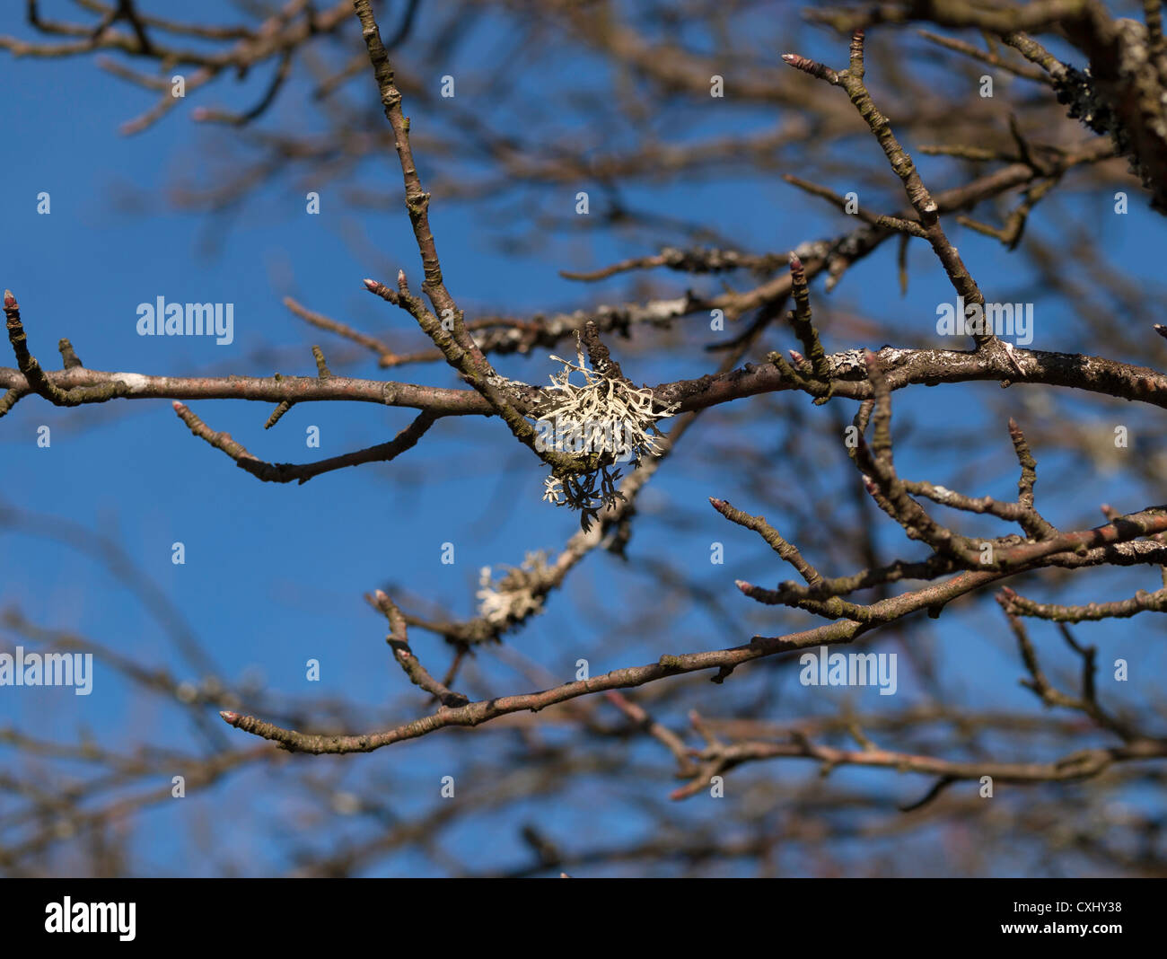 Gemeinsamen Weißdorn oder einzelne ausgesät Weißdorn (Crataegus Monogyna) Baum Details, mit Flechten auf einem Ast Stockfoto