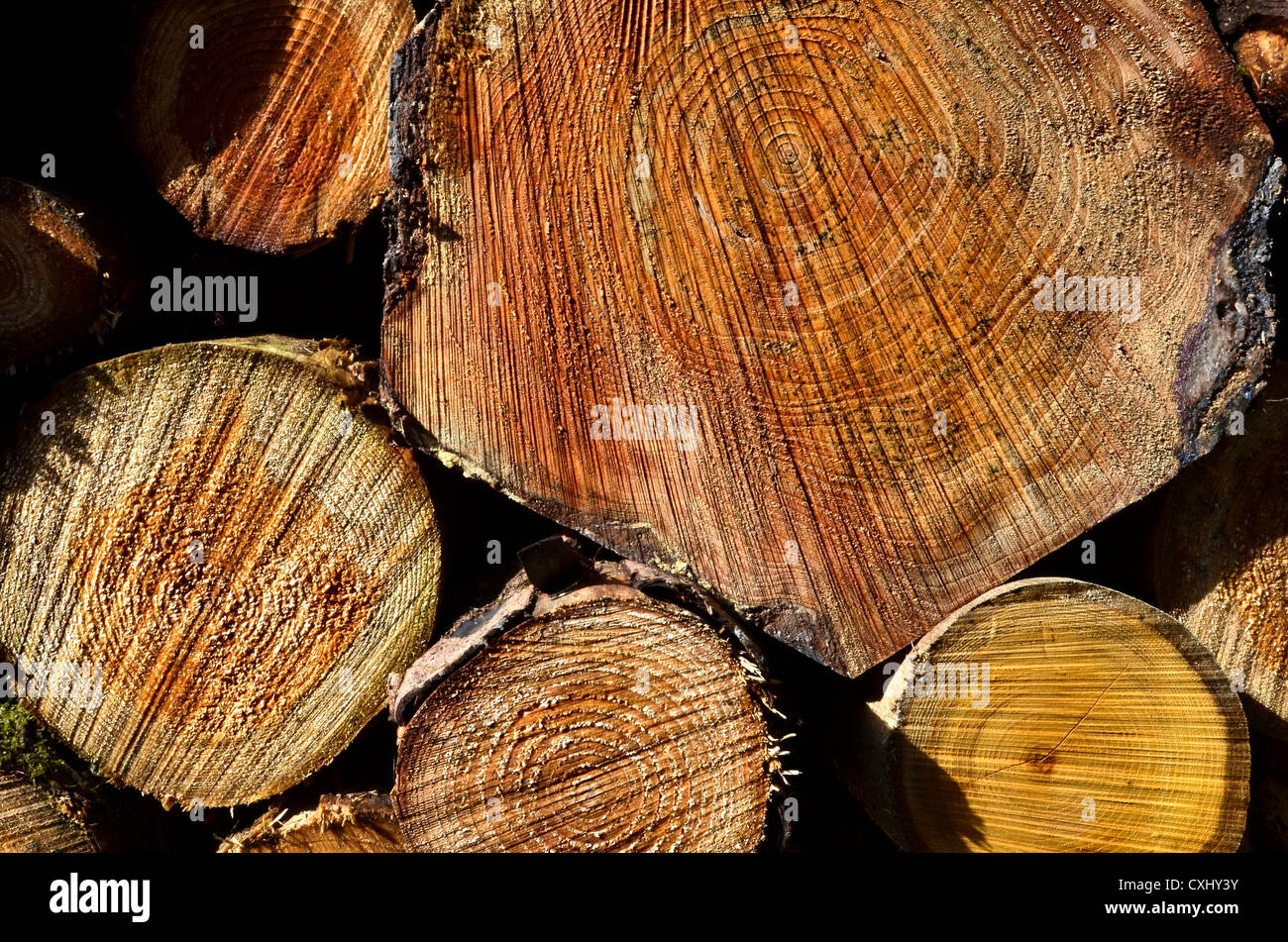 Details zu gestapelten, protokollierten Baumstämmen schließen. Querschnitt eines Baumstammes, Baumstammquerschnitt, Holzquerschnitt, Baumstammringe. Stockfoto