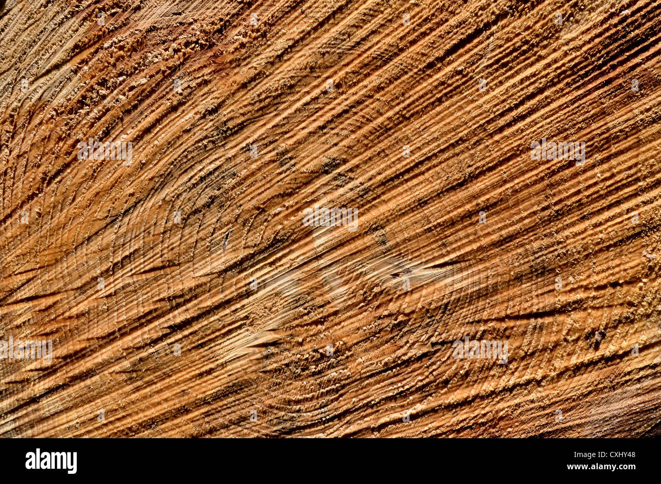Schließen Detail der protokollierten Baumstumpf. Querschnitt des Holzes. Stockfoto