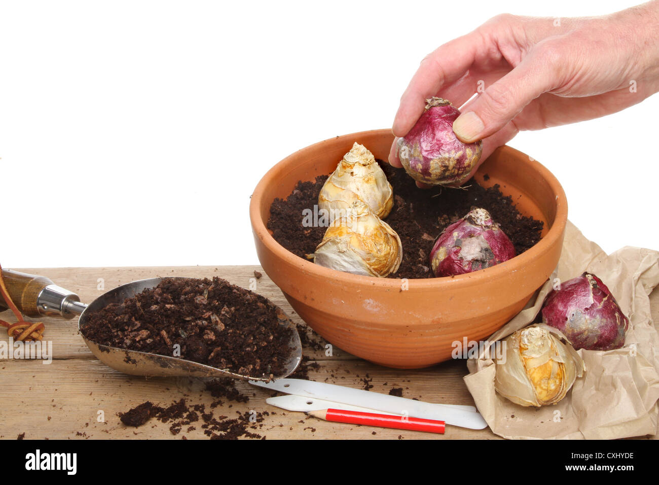 Hand eine Hyazinthe Birne in einen Topf Pflanzen gefüllt mit einer düsteren Kompost-Mischung auf eine Pottingbank Stockfoto