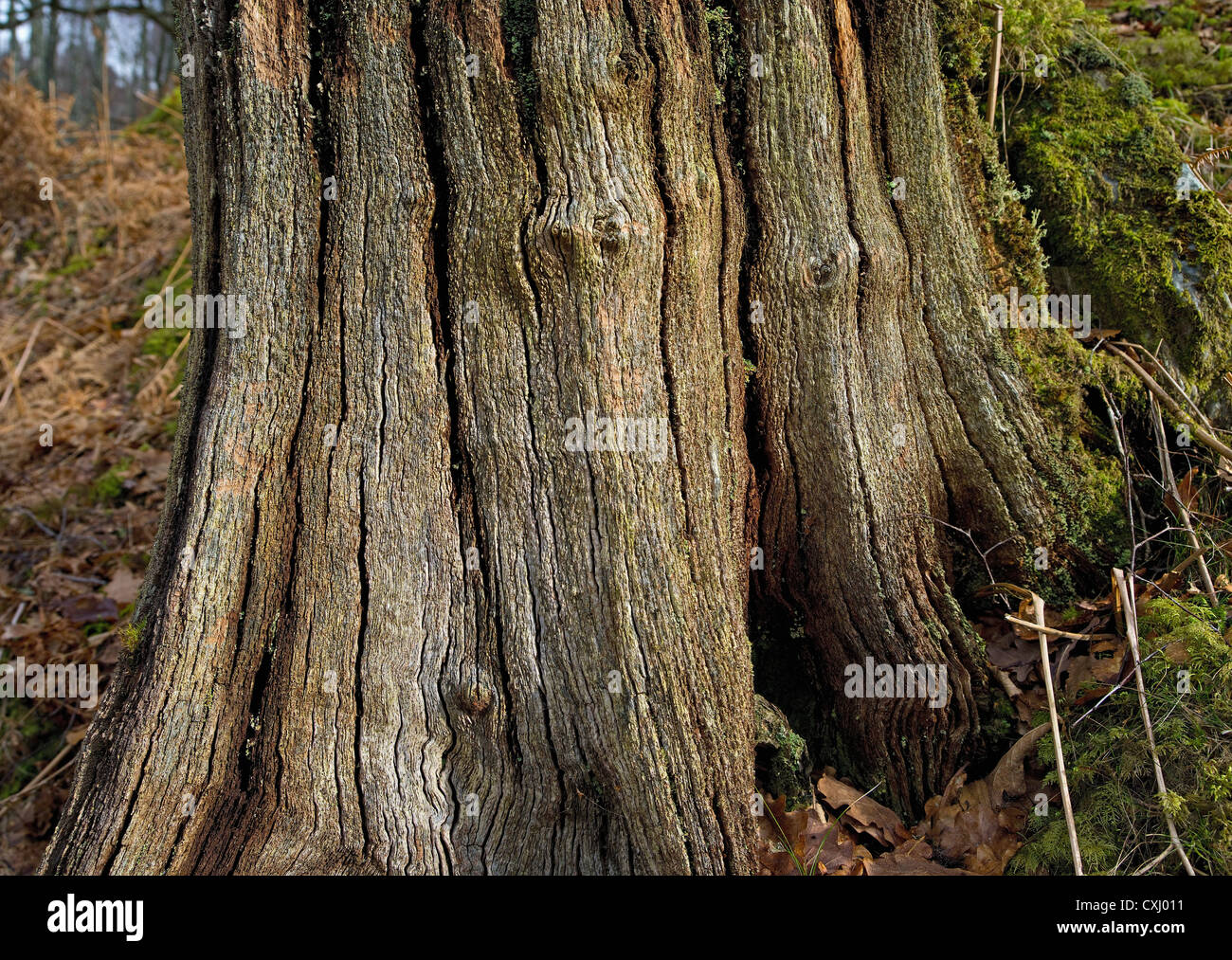 Verfallenden stumpf des alten Baum im Wald in der Nähe von Killin, Perthshire, Schottland, UK Stockfoto