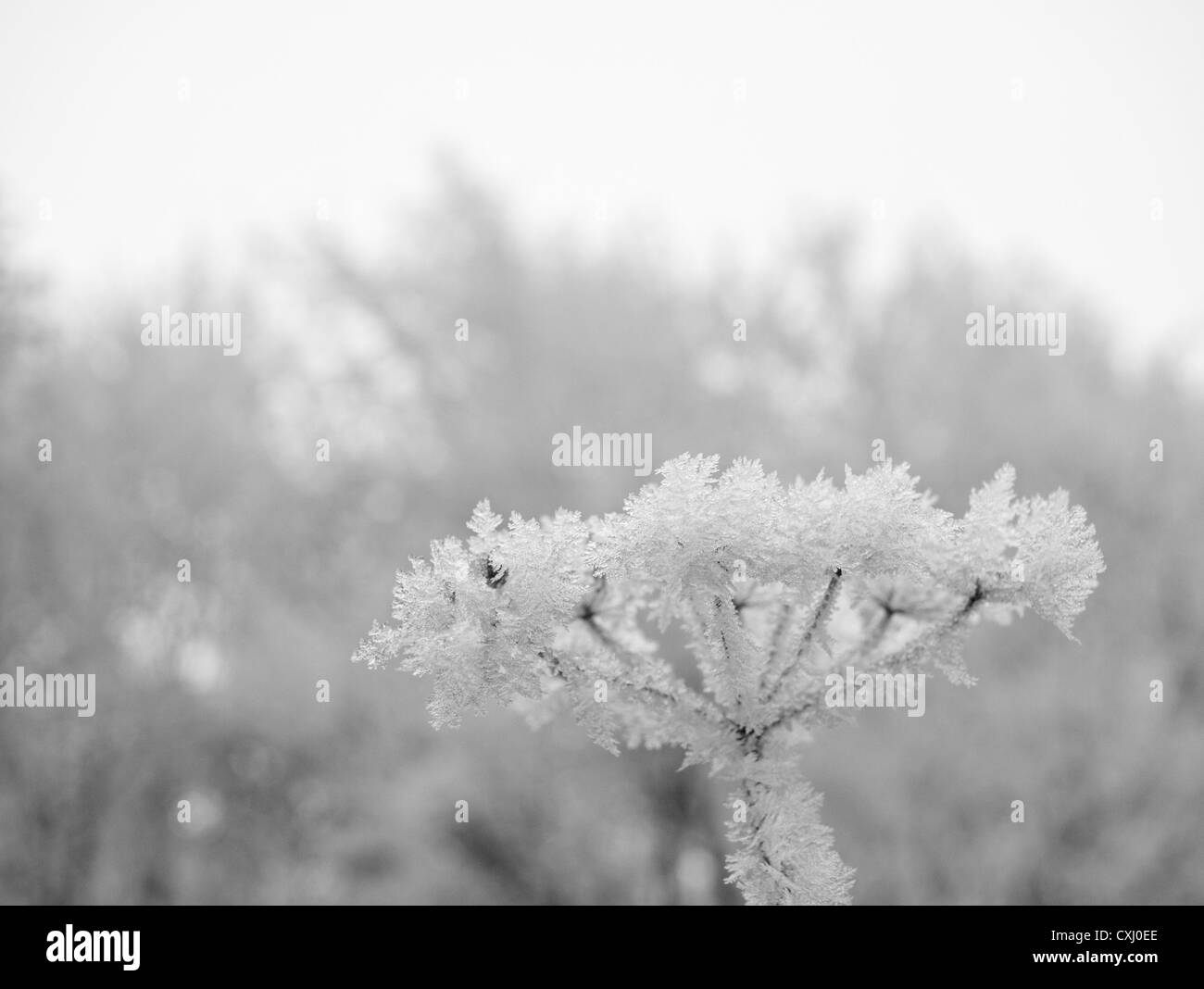 Achillea - Schafgarbe - gefroren Stockfoto