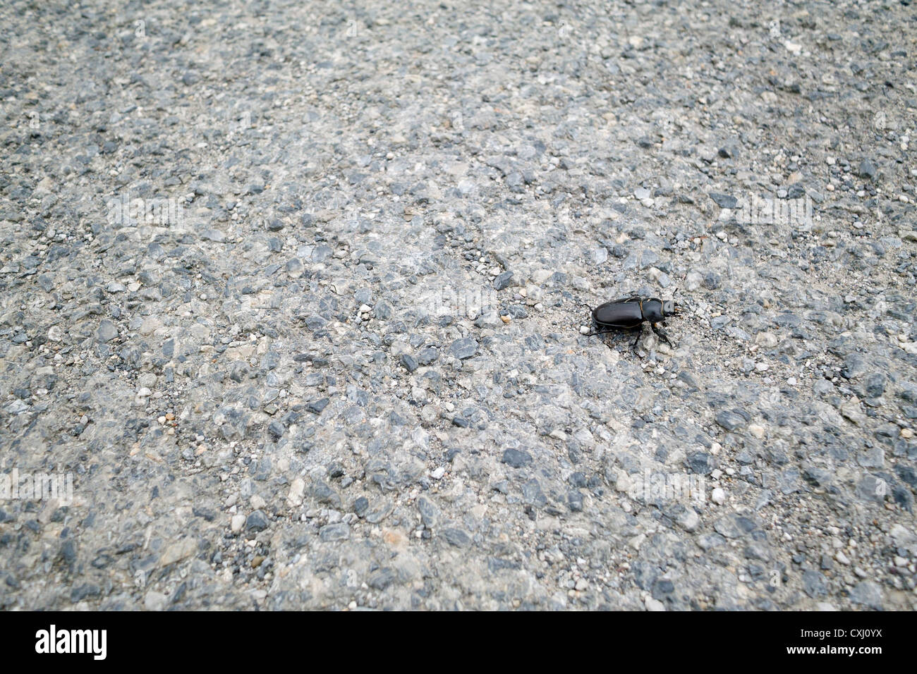 Coleoptera SP auf dem Beton. Stockfoto