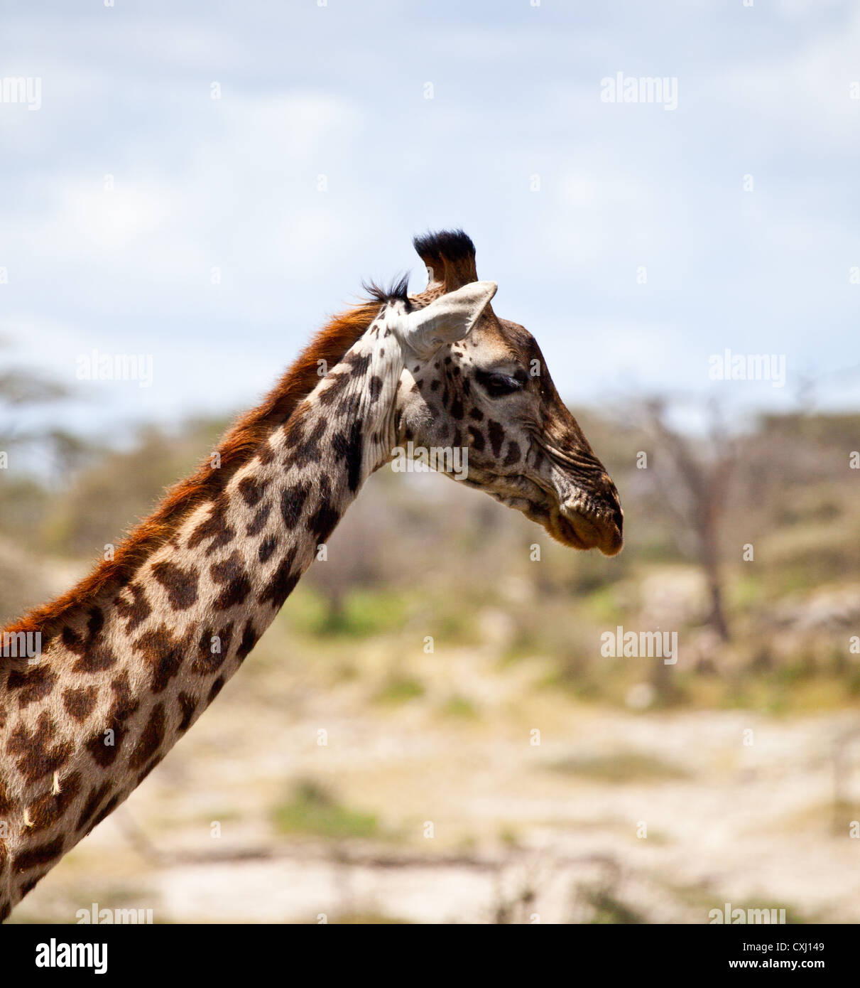 Giraffe auf der Savanne. Serengeti Nationalpark, Tansania Stockfoto
