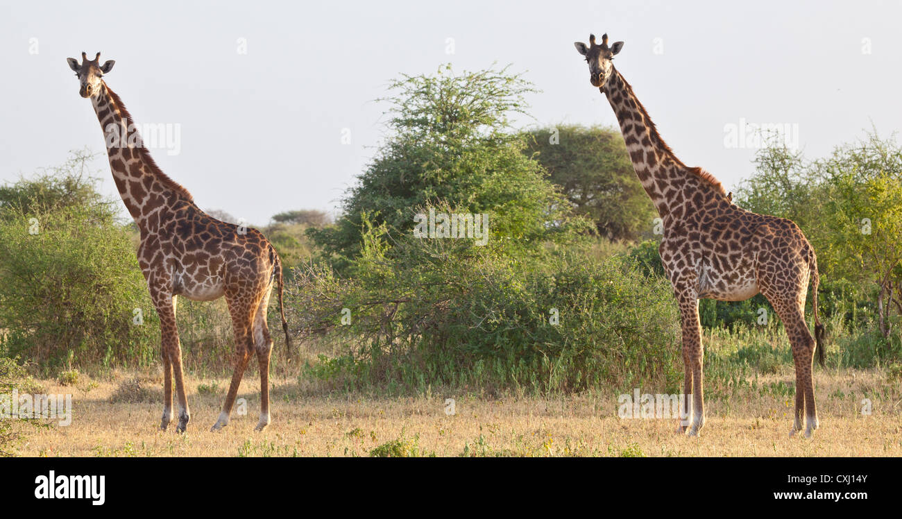 Giraffen in der Savanne. Serengeti Nationalpark, Tansania Stockfoto