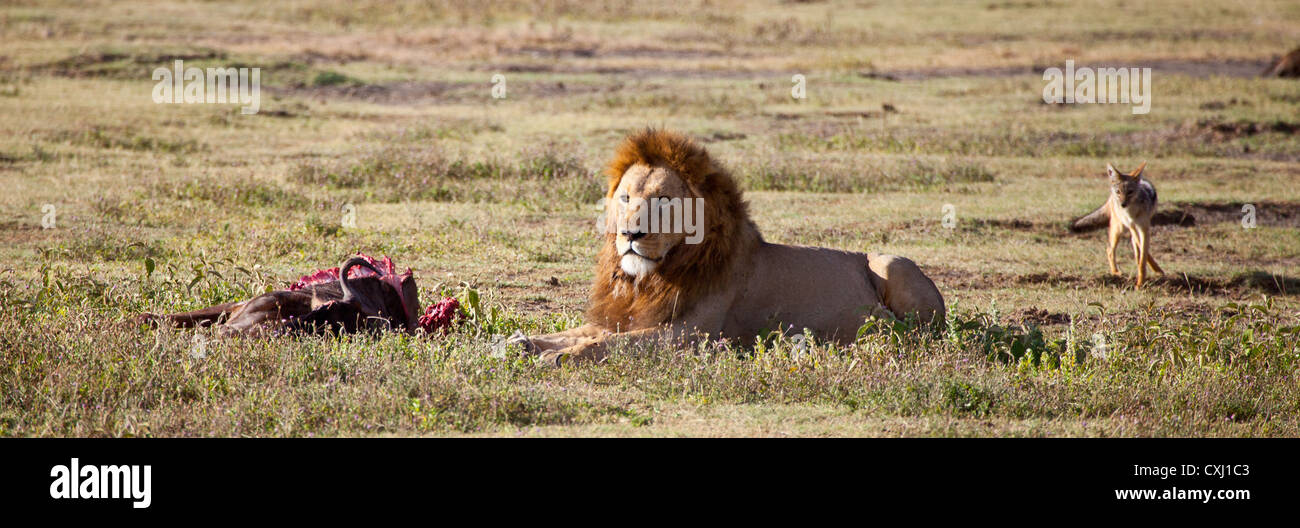 Mittagessen zu schützen, verteidigt einen großen männlichen Löwen seine töten aus Kreisen Radikalfänger. Stockfoto