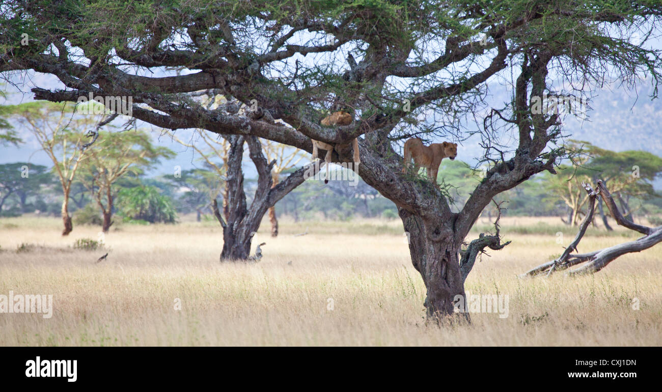 Baumklettern Löwen Rest in die Akazien, Serengeti Nationalpark, Tansania. Stockfoto