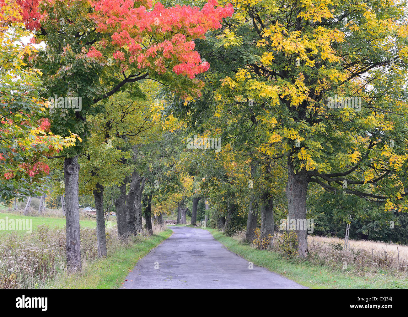 Ahorn-Bäume-Gasse im Herbst Farben ruhige ruhige friedliche Kotlina Klodzka Polen Stockfoto