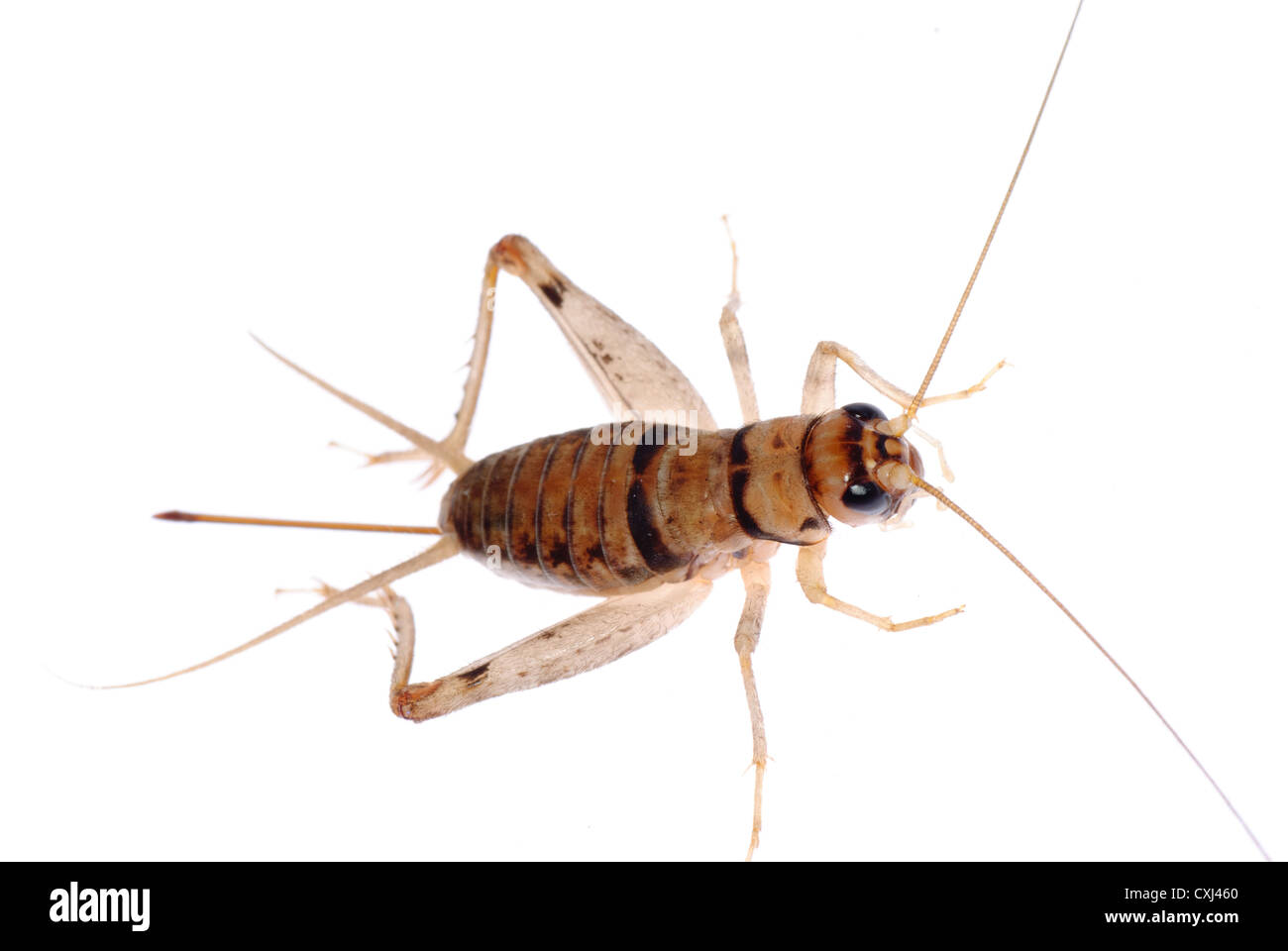 Insekt cricket Stockfoto