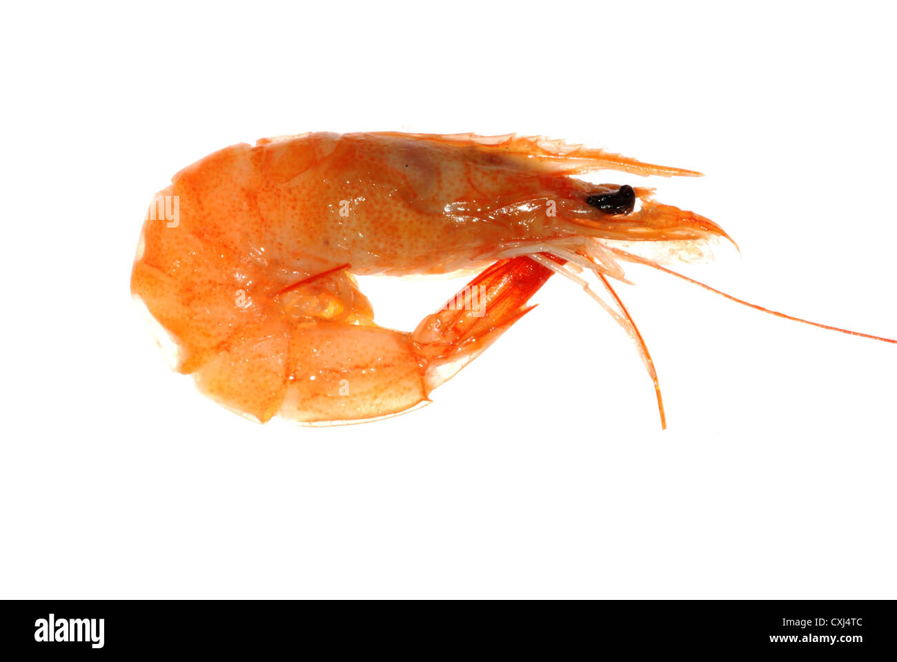 Delicious gekochte Garnelen isoliert in weiß Stockfoto