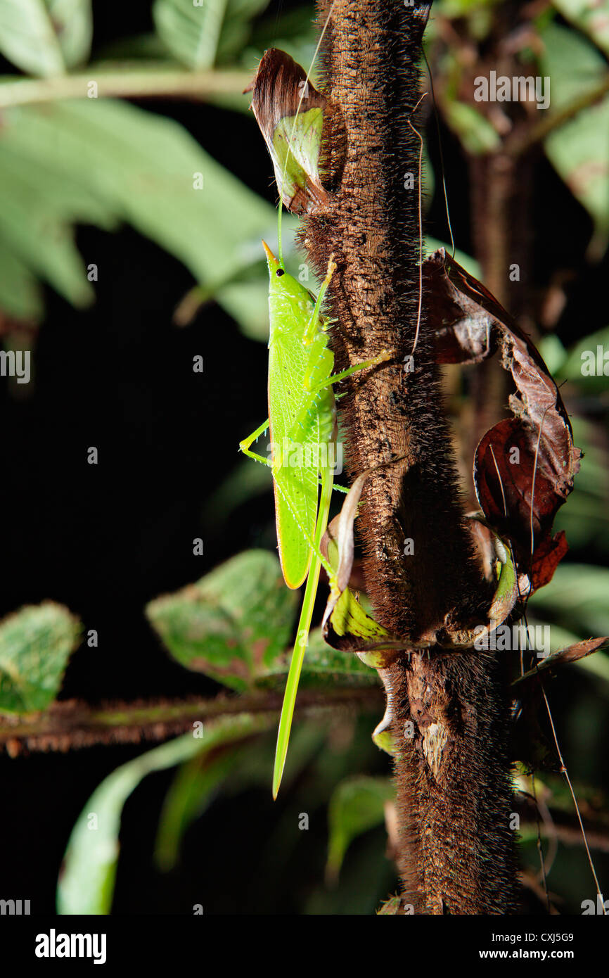 Grasshopper in Pacaya Samiria Nationalpark. Amazonas, Peru. Stockfoto