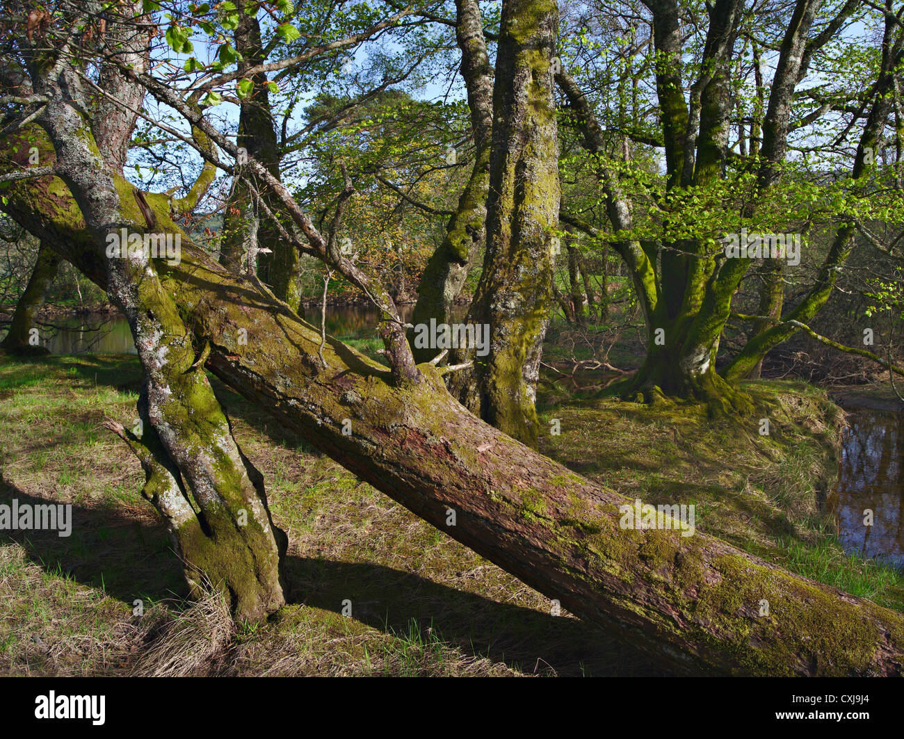Wild nicht verwalteten Wäldern mit umgestürzten Bäumen in der Nähe von Killin, Perthshire, Schottland Stockfoto