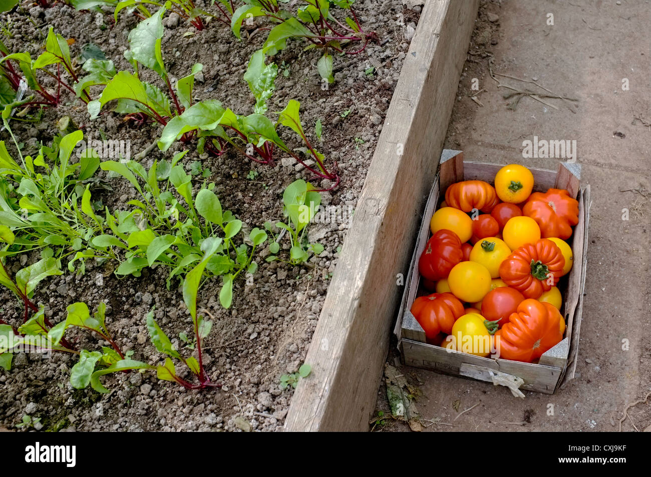Eine Kiste mit frisch gepflückten Tomaten in einem Gewächshaus neben Salat Blätter Stockfoto