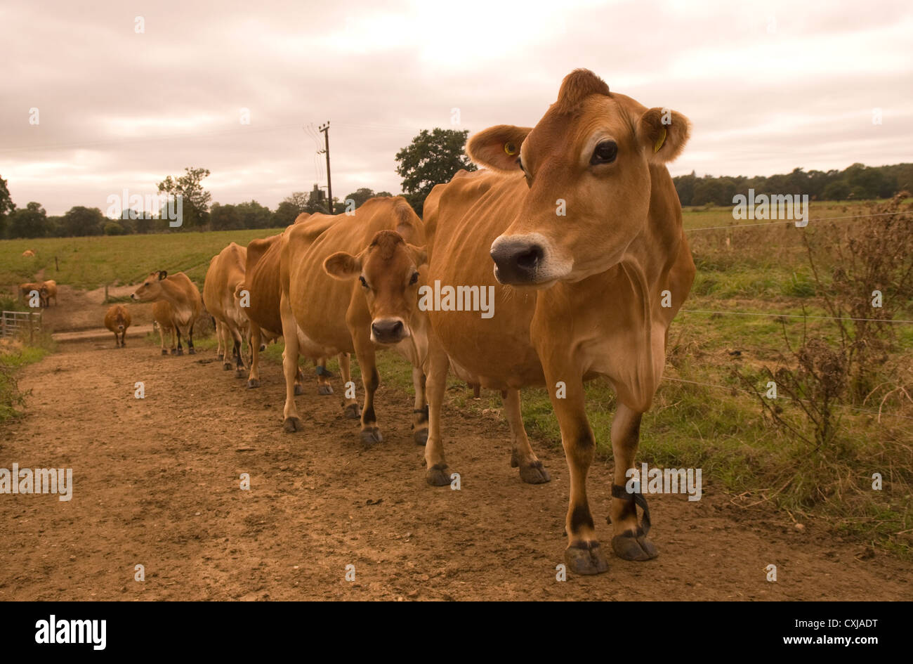 Stammbaum Jersey Kühe auf Molkerei, frensham, Surrey, Großbritannien. Stockfoto
