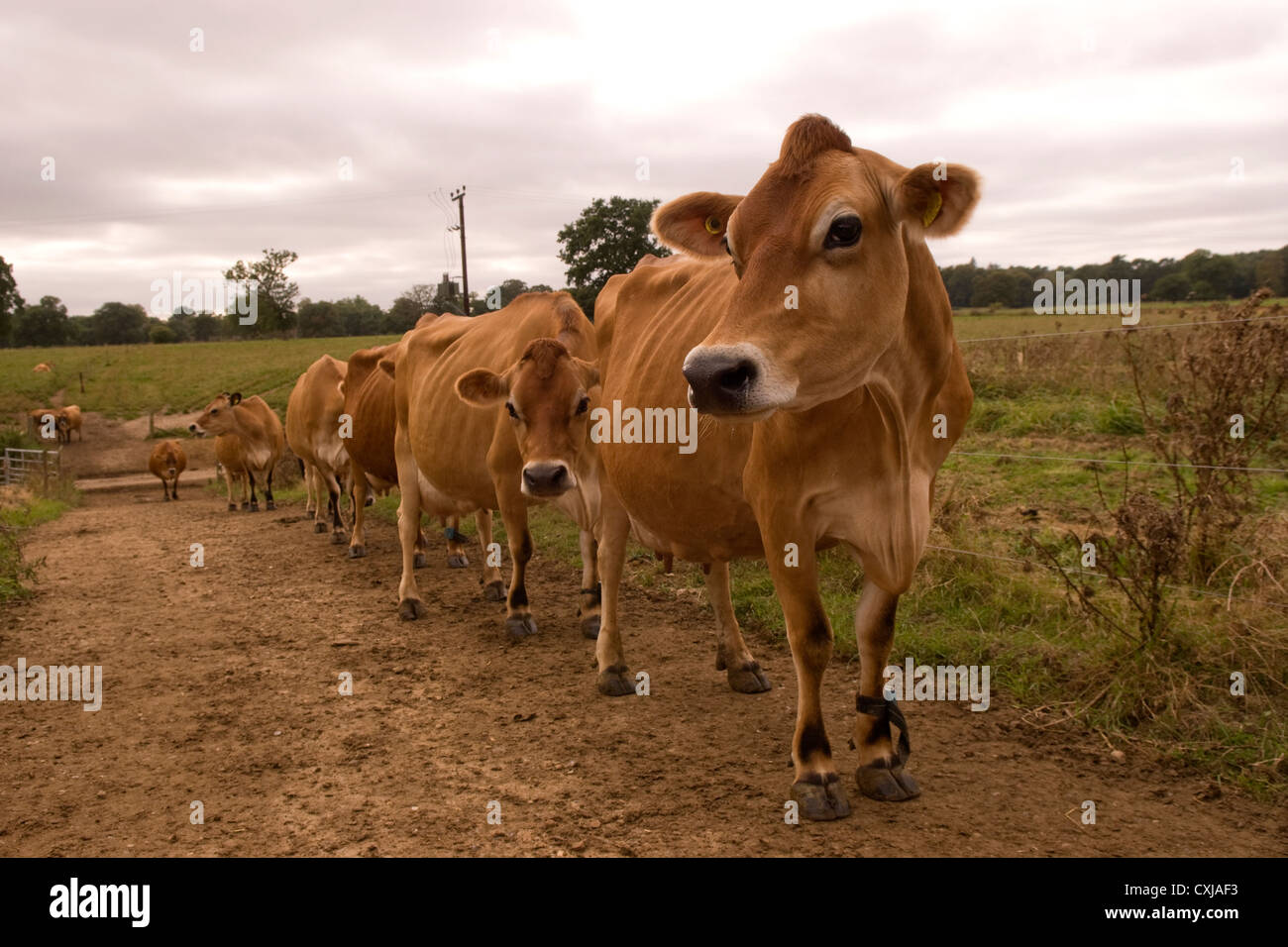 Stammbaum Jersey Kühe auf Molkerei, frensham, Surrey, Großbritannien. Stockfoto