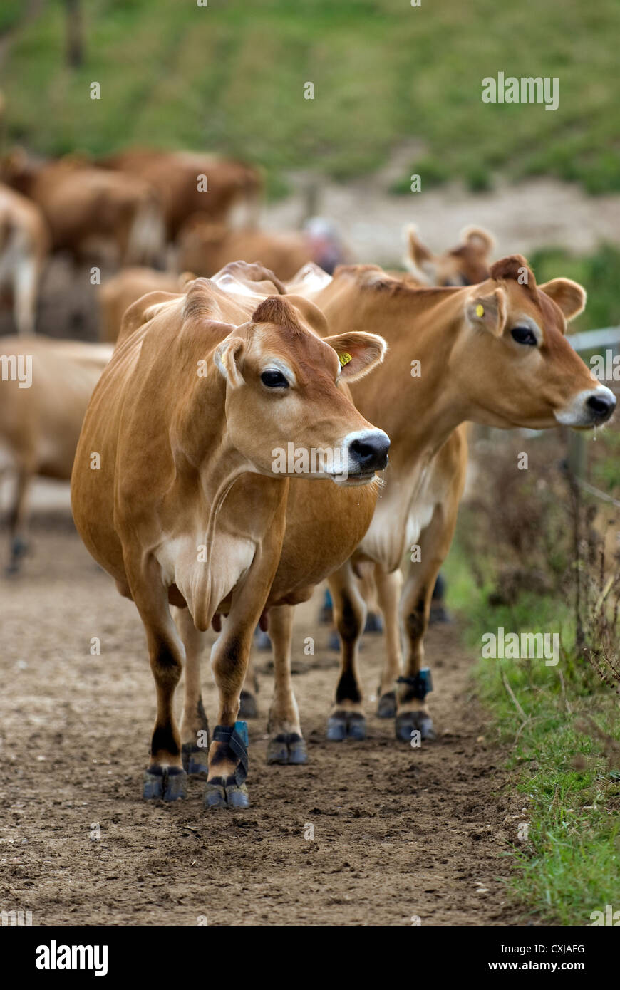Stammbaum Jersey Kühe auf Milchviehbetrieb, Frensham, Surrey, UK. Stockfoto