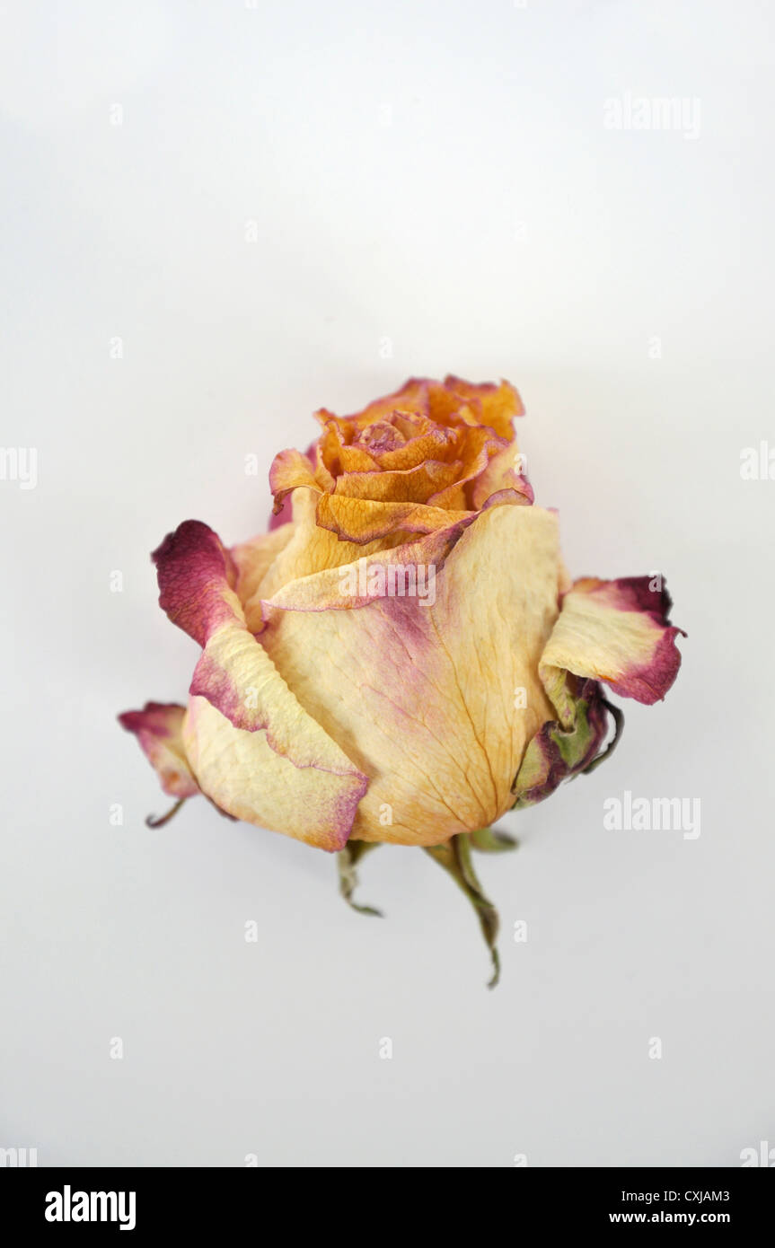 Ausgetrocknete rose Blüte auf weißem Hintergrund Stockfoto