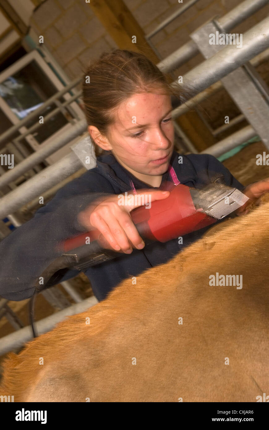 12 Jahre altes Mädchen clipping eine Kalb auf einem Bauernhof, Frensham, Surrey, UK. Stockfoto