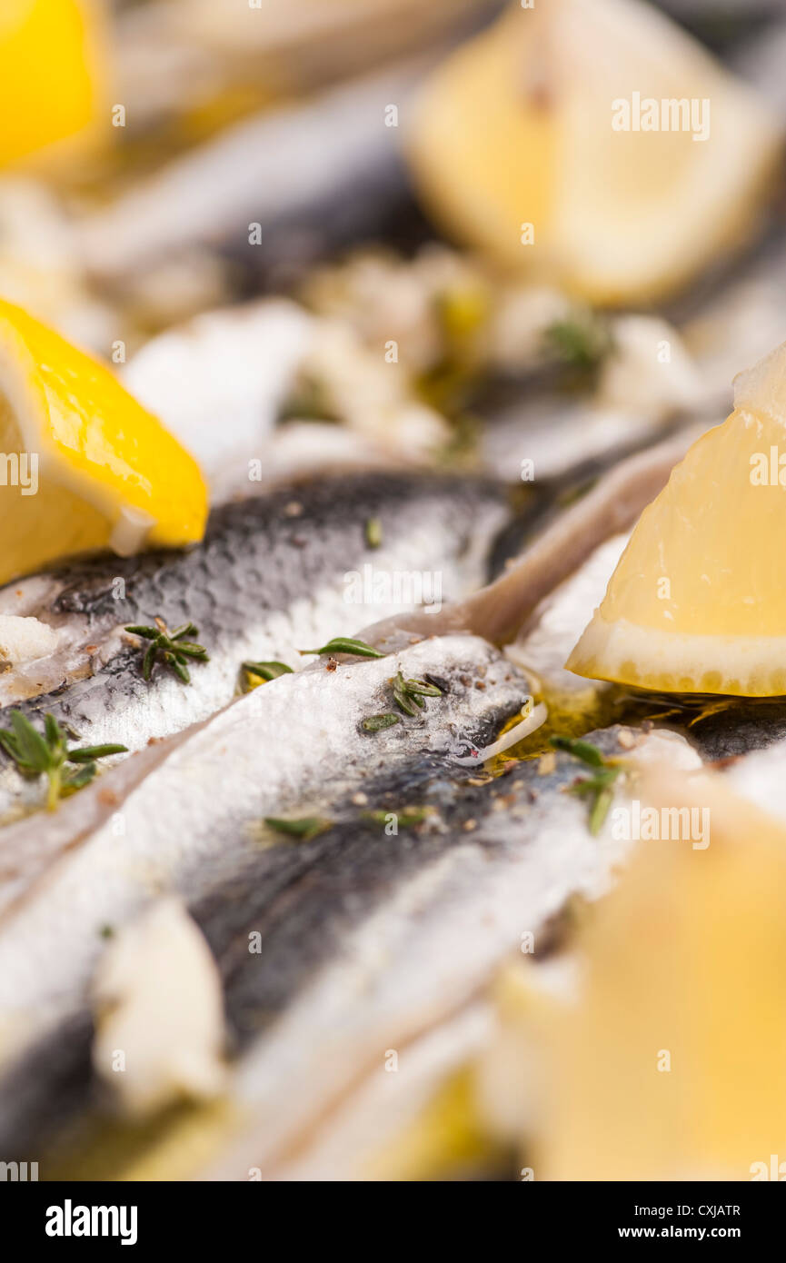 Fischgericht mit Fisch (Ostseehering) mariniert mit Zitrone und Knoblauch Stockfoto