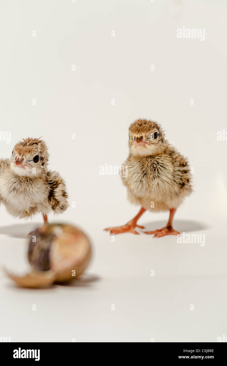 Rebhühner. Alectoris Rufa Neugeborenen Stockfoto