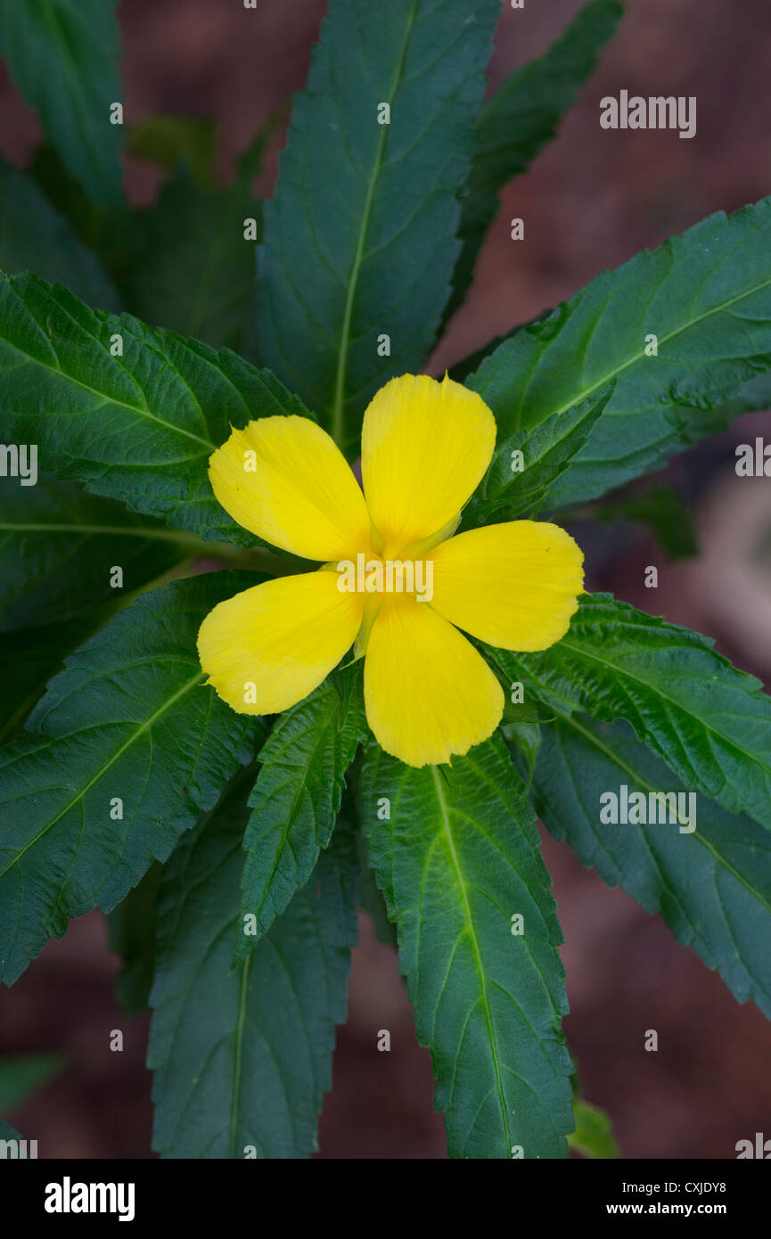 Turnera Ulmifolia. Gelbe Blume der Erle in Indien Stockfoto