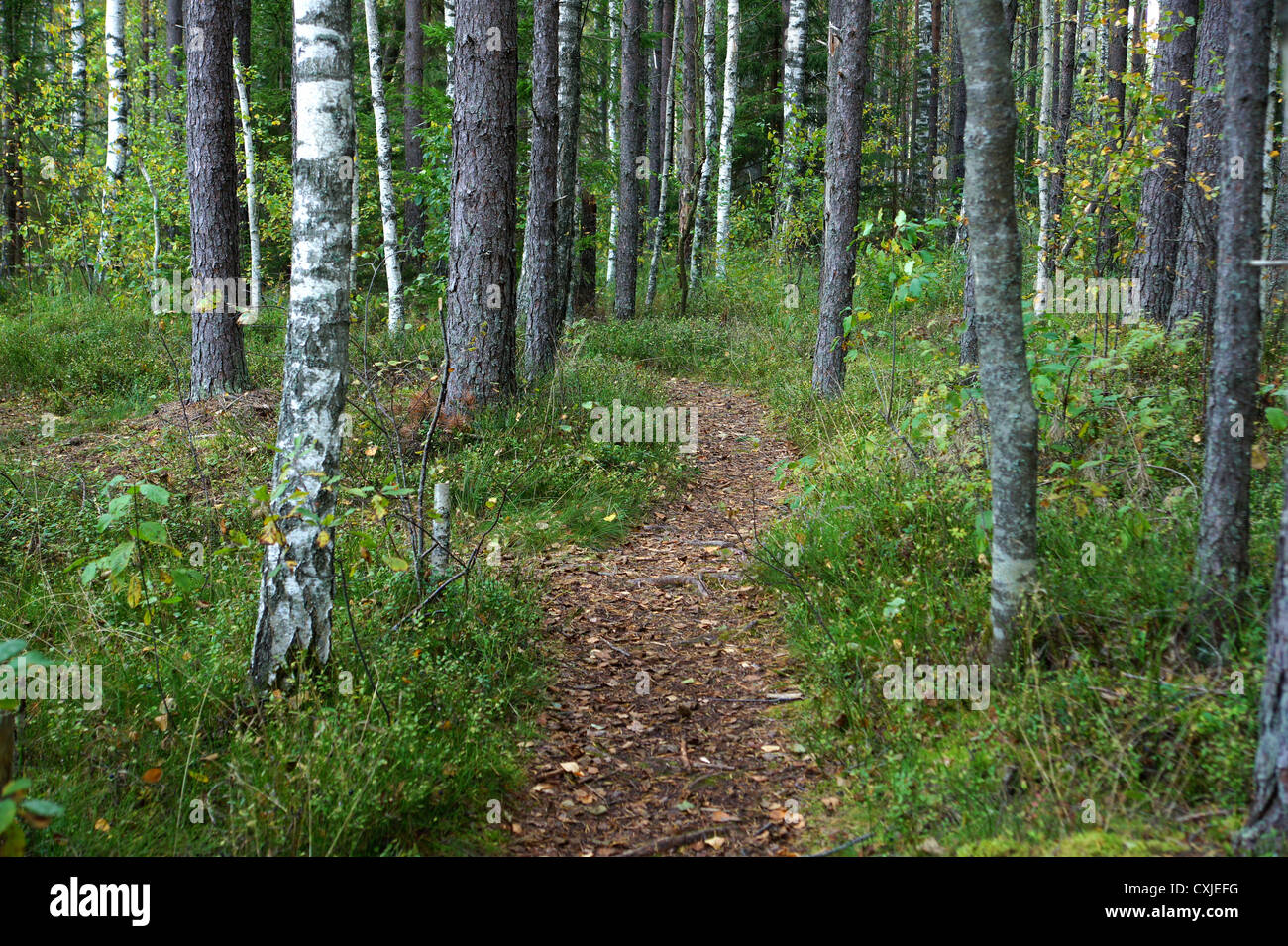 Grüner Weg in den Wald zwischen den Bäumen Stockfoto