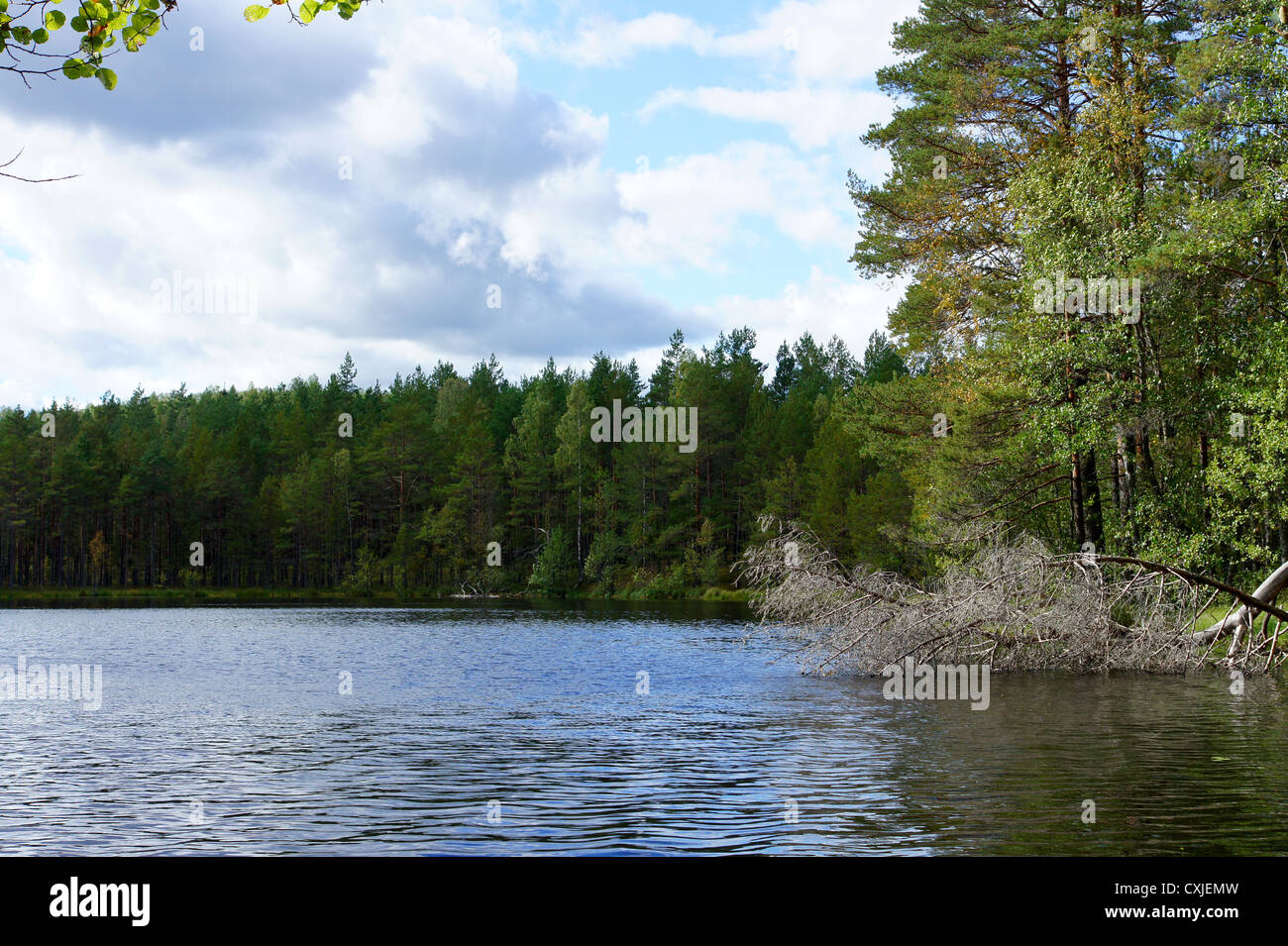 See und Bäumen auf dem Hintergrund des blauen Himmels Stockfoto