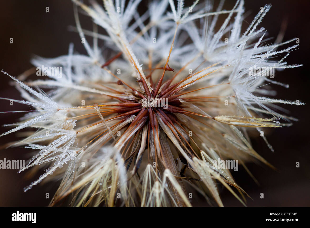 Pusteblumen, Samen in Kampinos, Kampinos Nationalpark in der Nähe von Warschau, Masowien, Europa, Eu, Masowien, Stockfoto