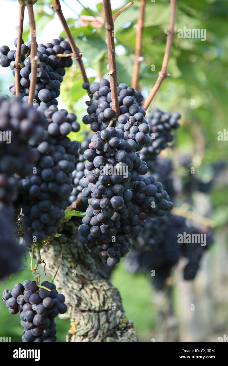 Wein Ernte Weinfeld Traubenlese Natur Vintage Wein Weinlese Feld Natur Ackerbau volle Landschaft Natur Niemand im freien Stockfoto