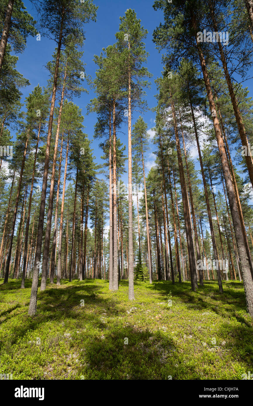 Borealkiefer ( pinus sylvestris ) Heide / Nadelwald Taiga wächst auf trockener Heide auf Gletscheresker , Finnland Stockfoto