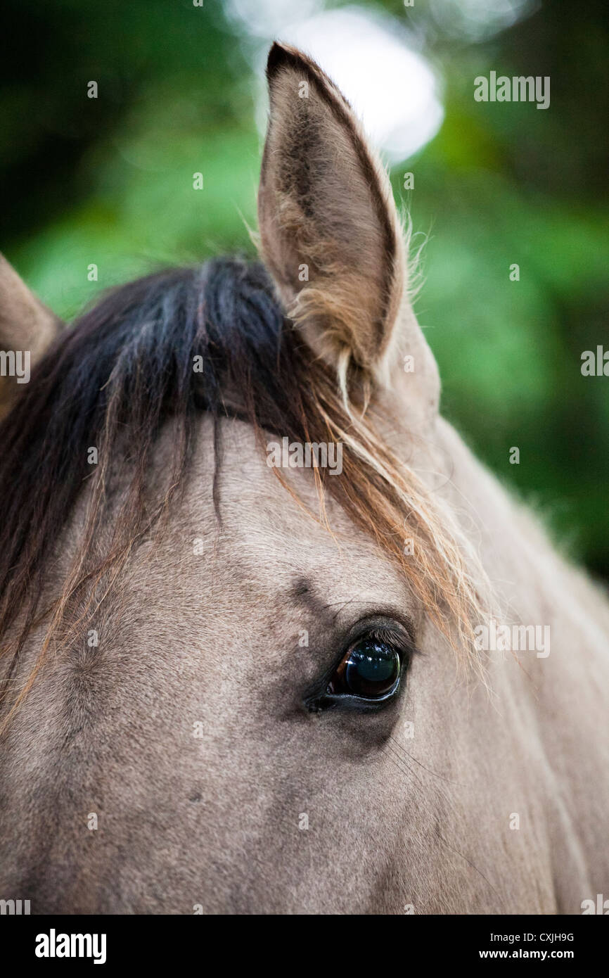 Konik-Pferd (Equus Caballus) Stockfoto
