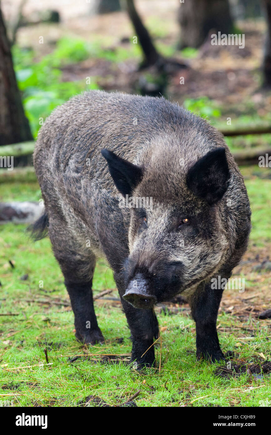 Wildschwein (Sus Scrofa) Stockfoto