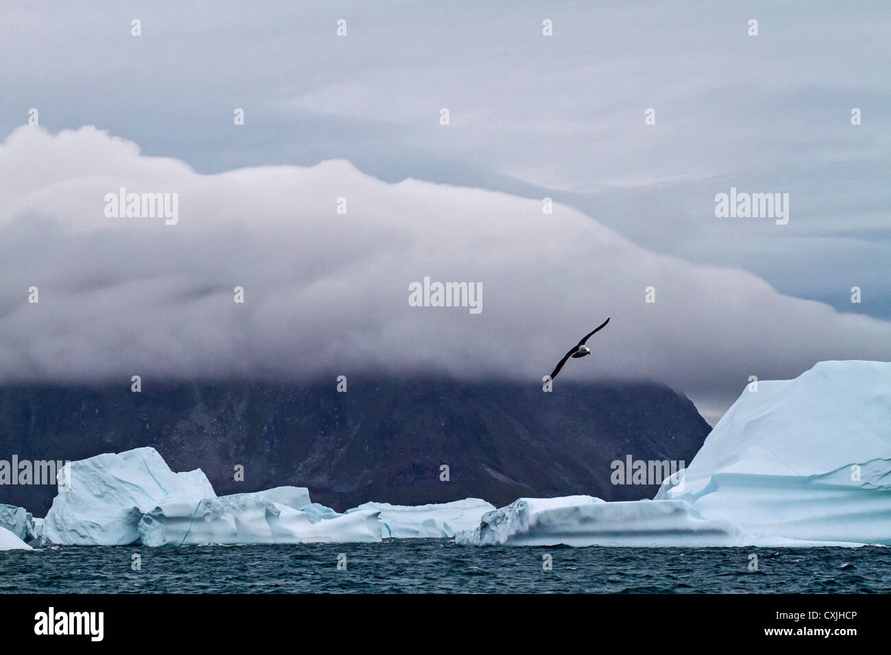 Nördlichen Fulmar fliegt über Wasser mit Eisbergen aus der Nordwest Küste Grönlands in der Nähe von Kap (Kap) York sichtbar. Stockfoto