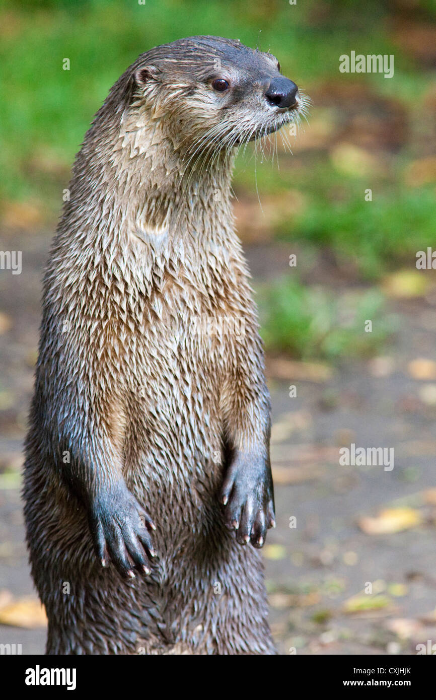 Stehenden amerikanischen Fischotter (Lontra Canadensis) Stockfoto