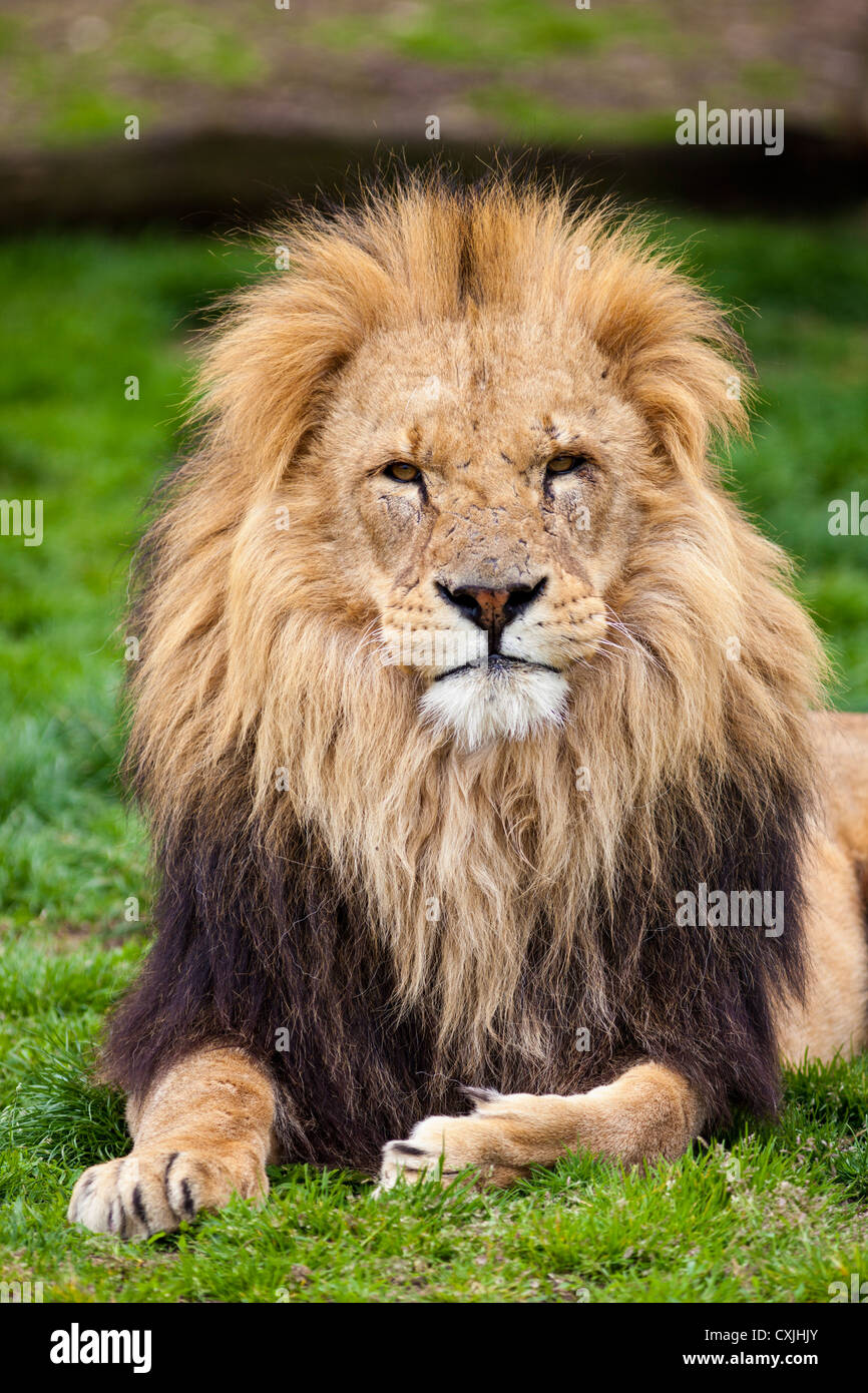 Afrikanischer Löwe (Panthera Leo) Stockfoto