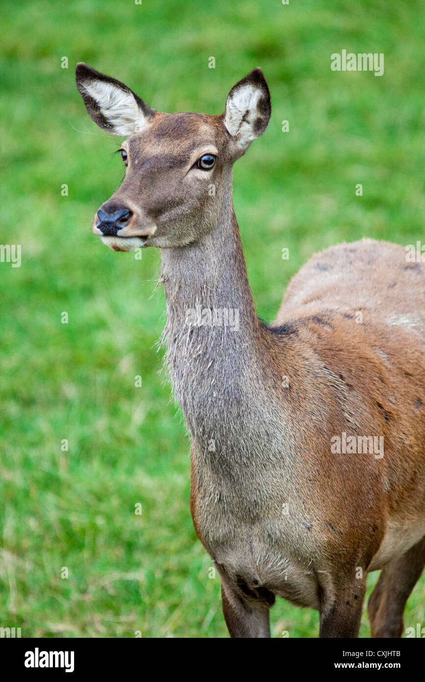 Red Deer (Cervus elaphus) Hind close up, Großbritannien Stockfoto