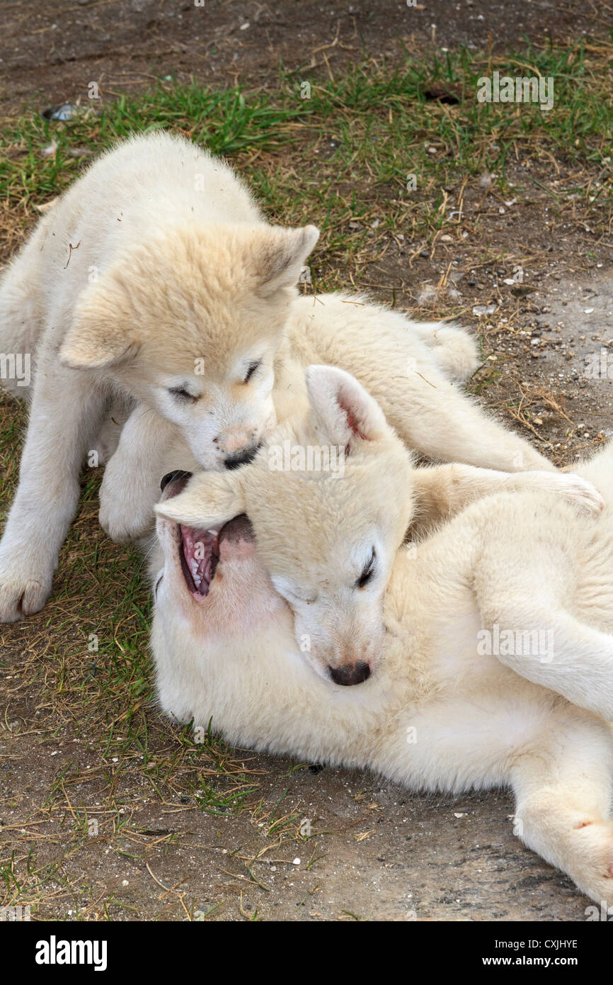 Sled Dog Welpen spielen im Dorf Itilleq an der südwestlichen Küste Grönlands. Ende des Sommers Stockfoto