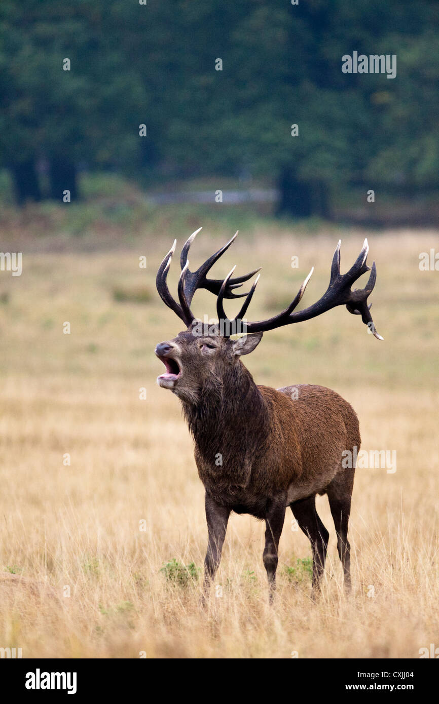 Rothirsch (Cervus Elaphus) Hirsch brüllen, UK Stockfoto