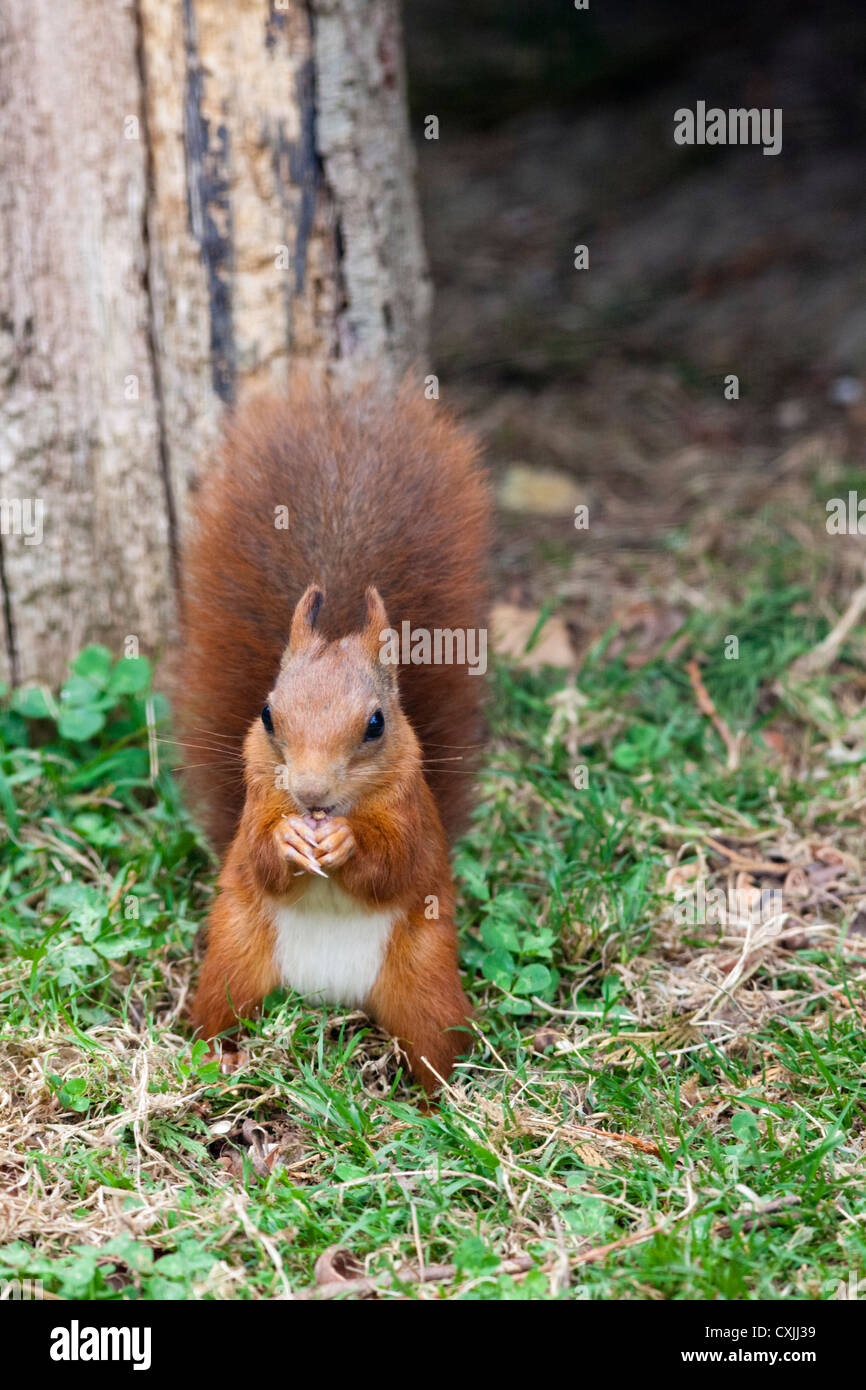 Eichhörnchen (Sciurus Vulgaris) Fütterung Stockfoto