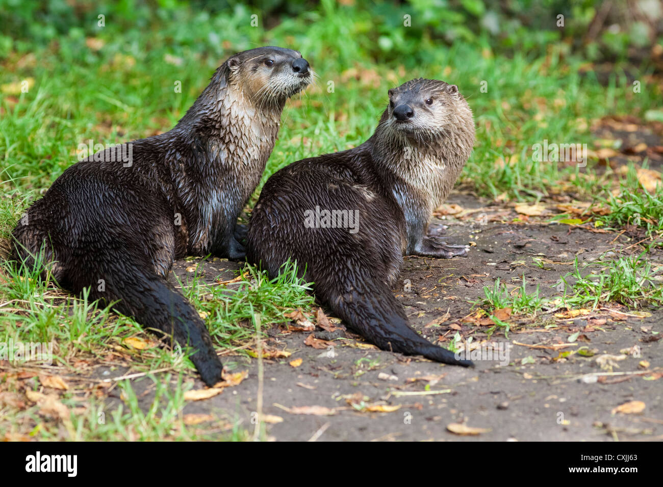 American River Otter Porträt, Lontra canadensis Stockfoto